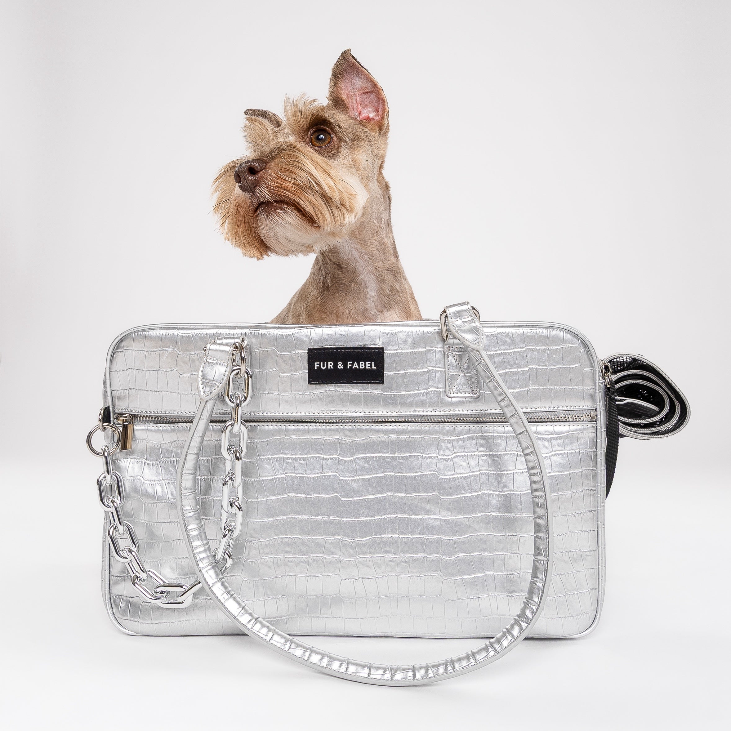 Why Small Dogs Need to Be Carried — And How to Do It in Style